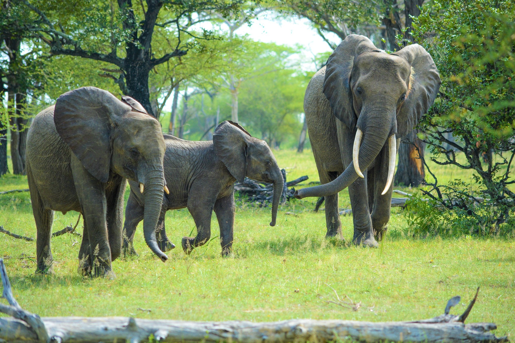 tourhub | Beach and Safari Holidays | From Arusha: 7 Days Classic Safari Central Northern Circuit 