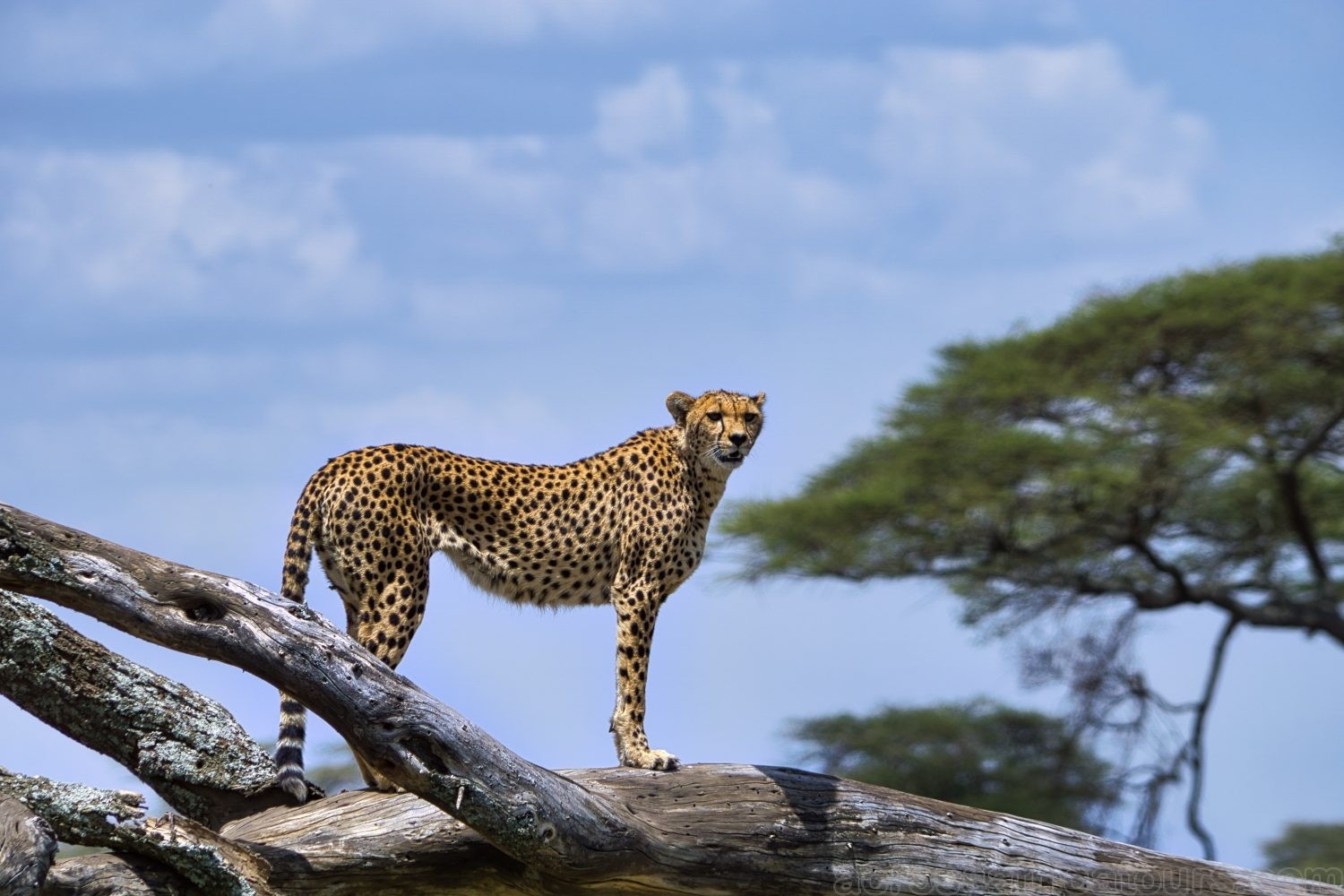 tourhub | Across Africa Tours Travel | Tanzania and Kenya Safari for Seniors 10Days/9Nights 