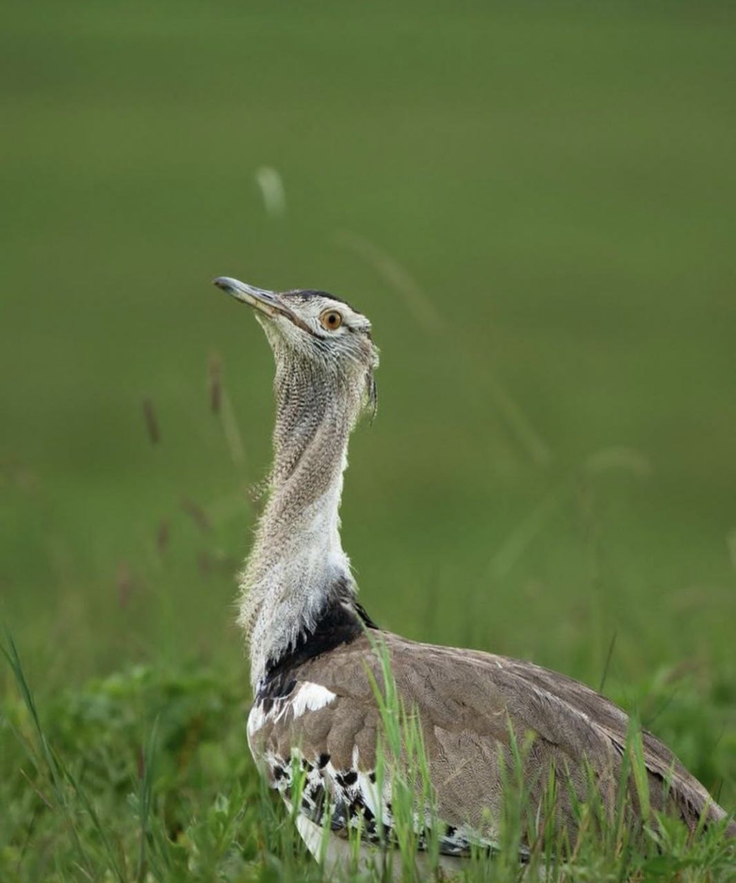 tourhub | Leviva Travel and Tours | 7-Day Tanzania Wildebeest Migration Safari Experience 