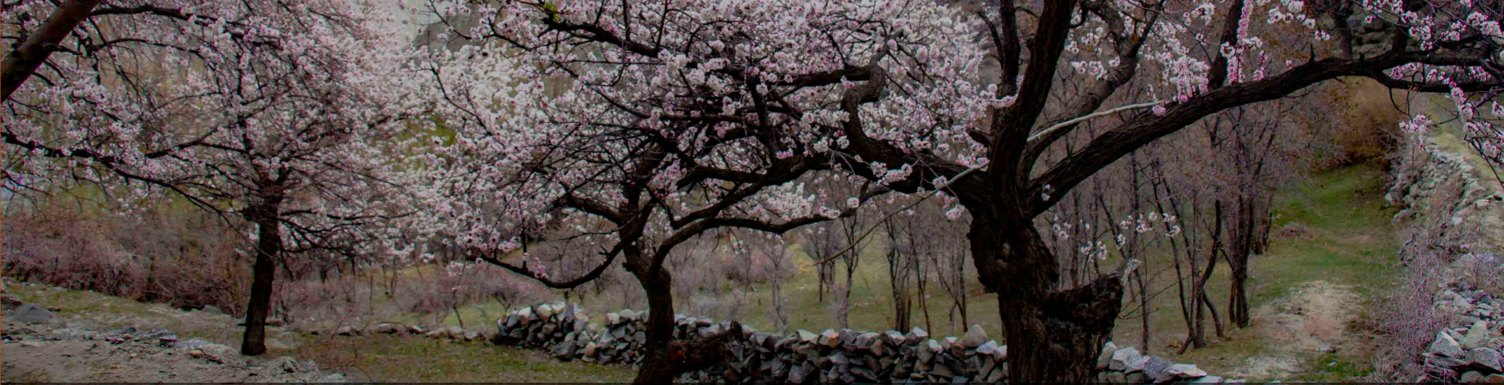 tourhub | Hunza Explorers Treks & Tours | Hunza Cherry Blossom 