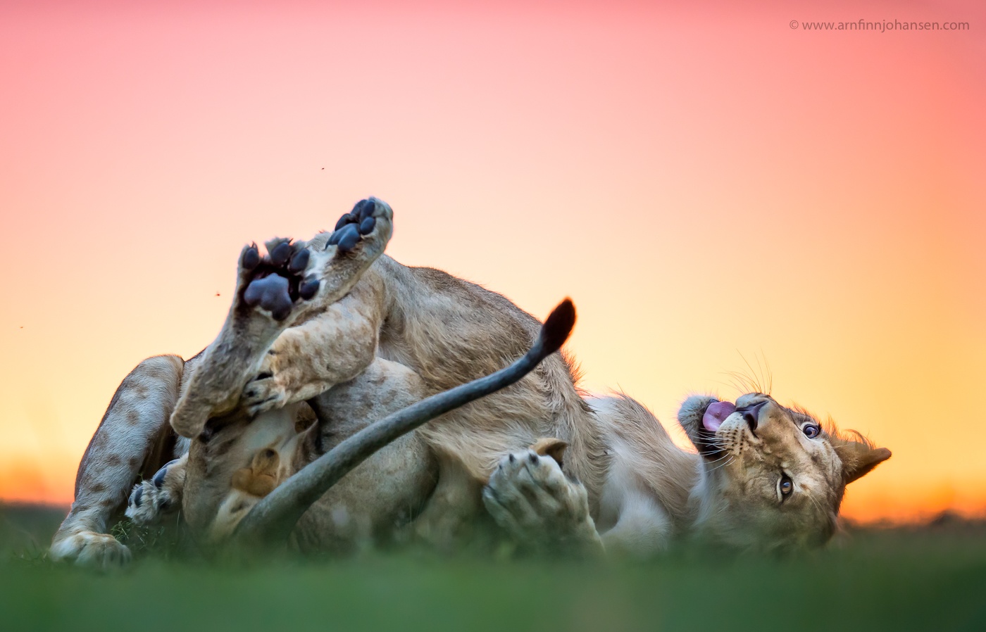 tourhub | Wildlife Dreams | Wildlife Dreams at Oltepesi Safari Camp. 