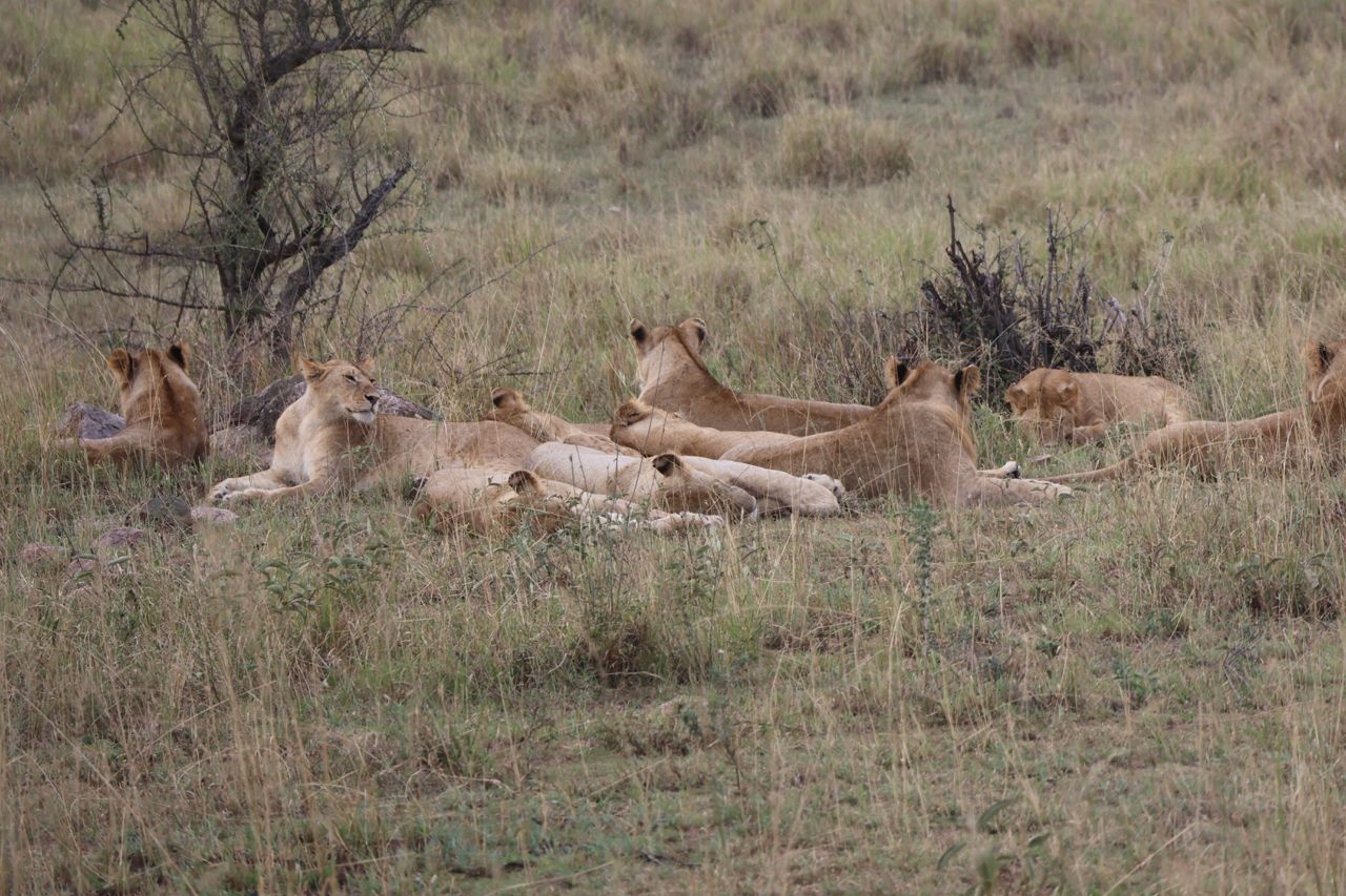 tourhub | Eddy tours and safaris | 8 Days Serengeti Migration. 