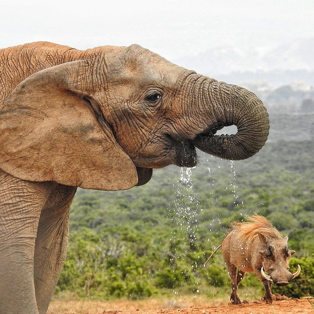 tourhub | Amatungulu Tours | 4 day - Kruger National Park Safari and Panorama Route Tour 