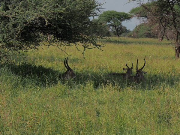 tourhub | Africa Bucket List | 4 Day Tanzania Safari 