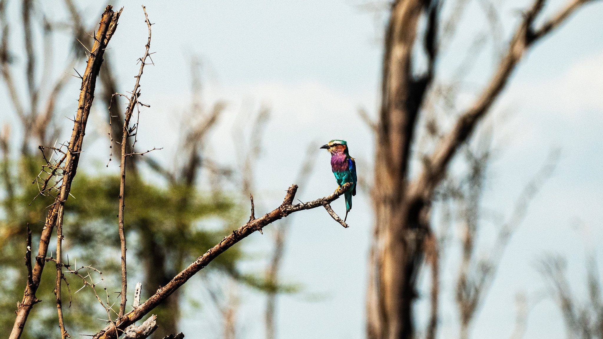 tourhub | Beach and Safari Holidays | Jewels of Northern Tanzania: Tarangire, Manyara, and Lake Natron 