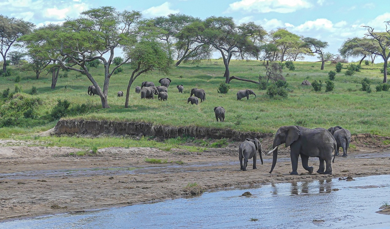 tourhub | Mbega African Safaris | 3-Days Tanzania Safari, Tarangire, Ngorongoro, Lake Manyara 