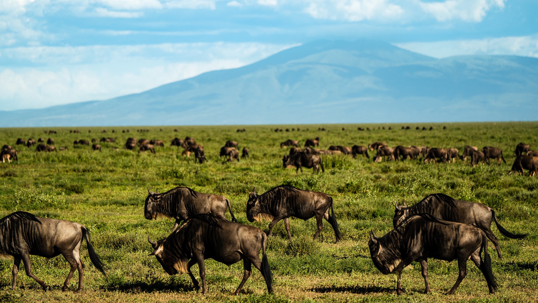 tourhub | Beach and Safari Holidays | Unveiling Tanzania's Natural Wonders: An 11-Day Safari Adventure 