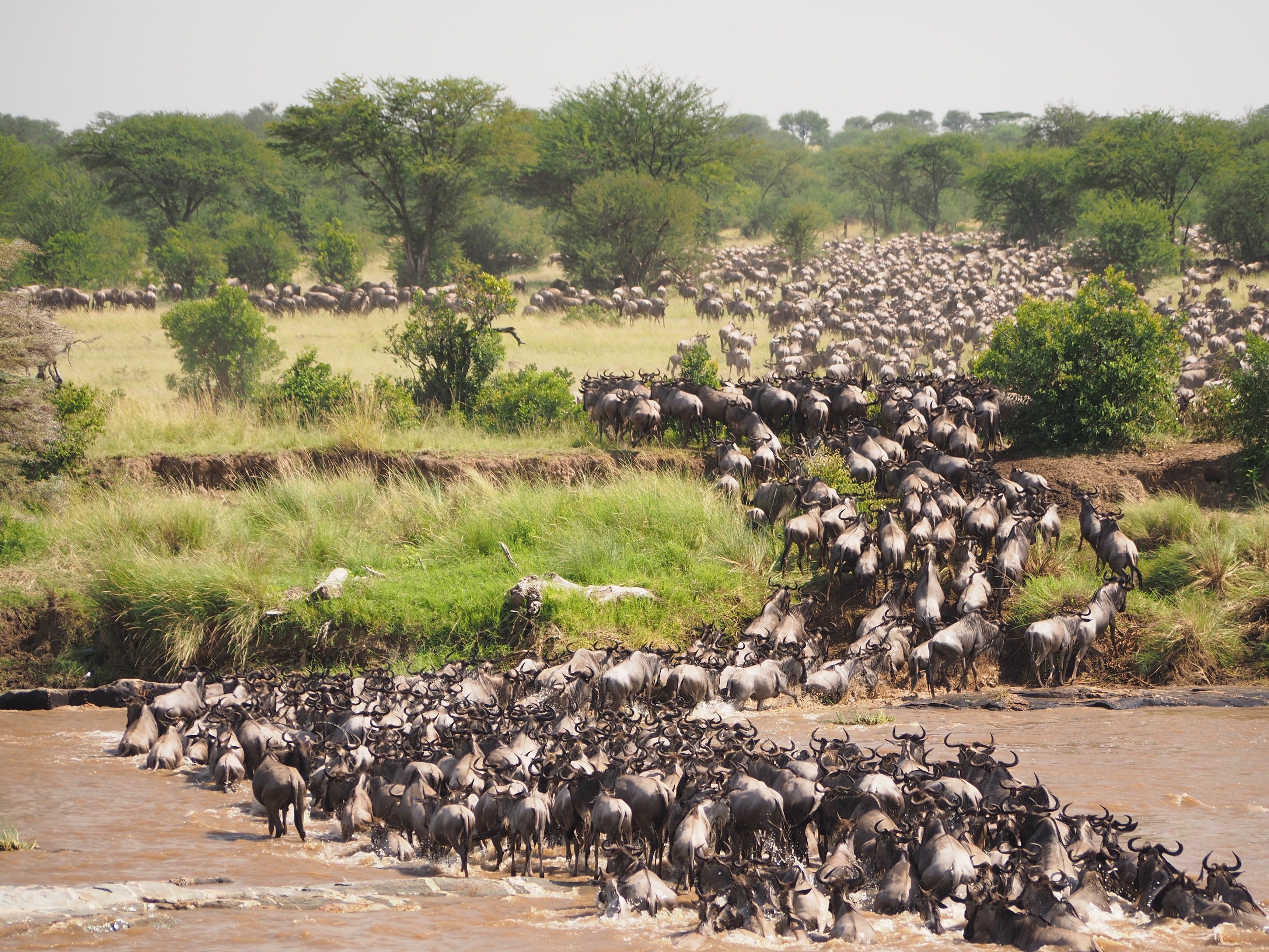 tourhub | Widerange African Safaris | 5 Days Tanzania Serengeti migration Mara River crossing Safari 