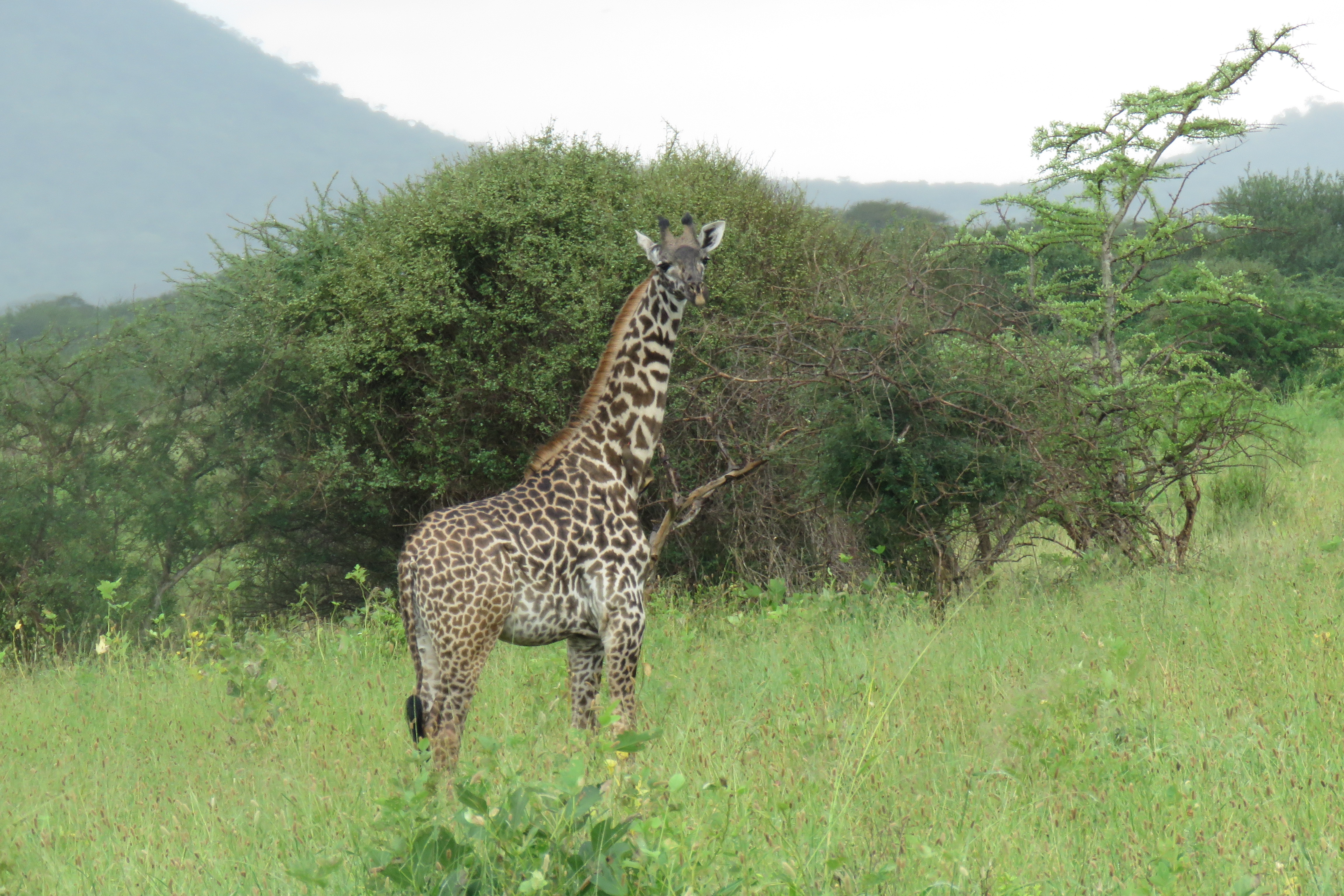 tourhub | G-family Adventures Safaris | Serengeti-Ngorongoro safari 