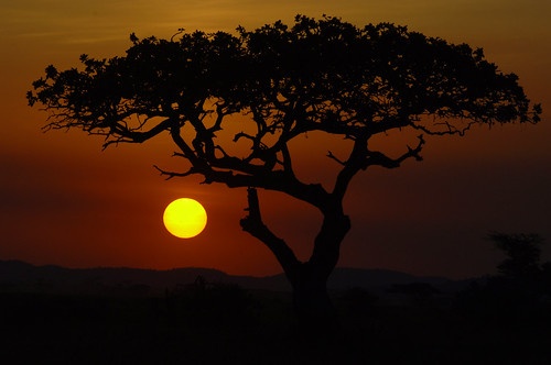 6 Days Tanzania Luxury Serengeti tours