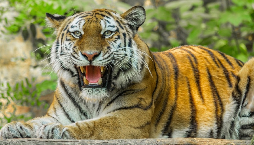 tourhub | Go Book Tours | Best Tiger Safari in India 