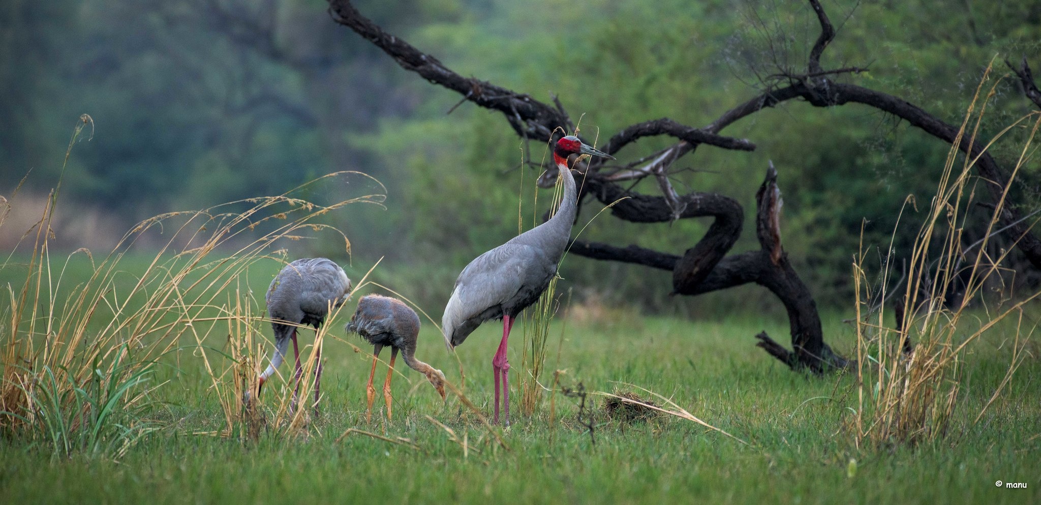 tourhub | Discover Activities | Golden Triangle With Thrilling Corbett Forest and Bharatpur Birding 