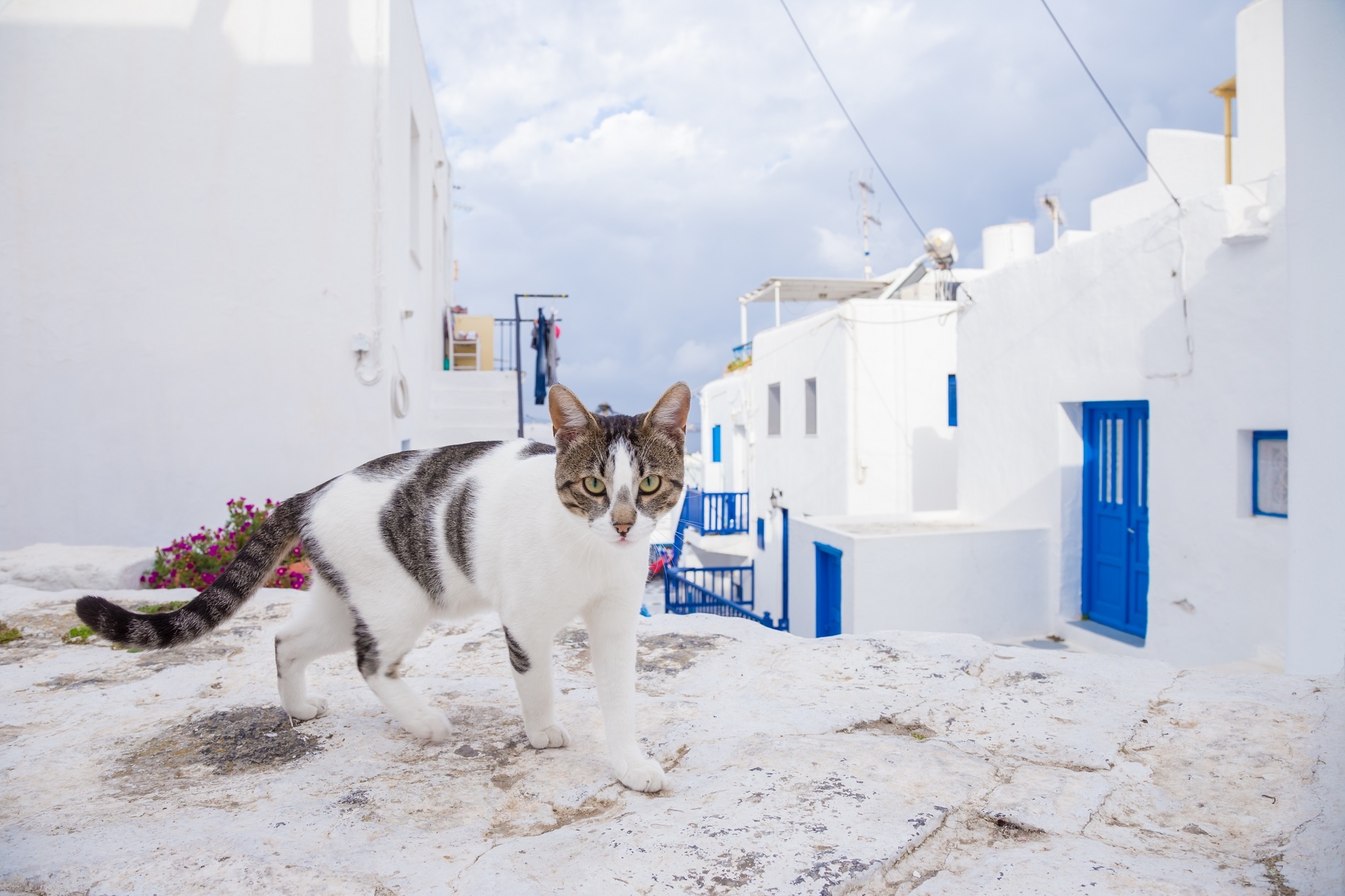 tourhub | Daily Tours from Athens | From Athens: 3-Day Trip to Mykonos & Santorini with Lodging 