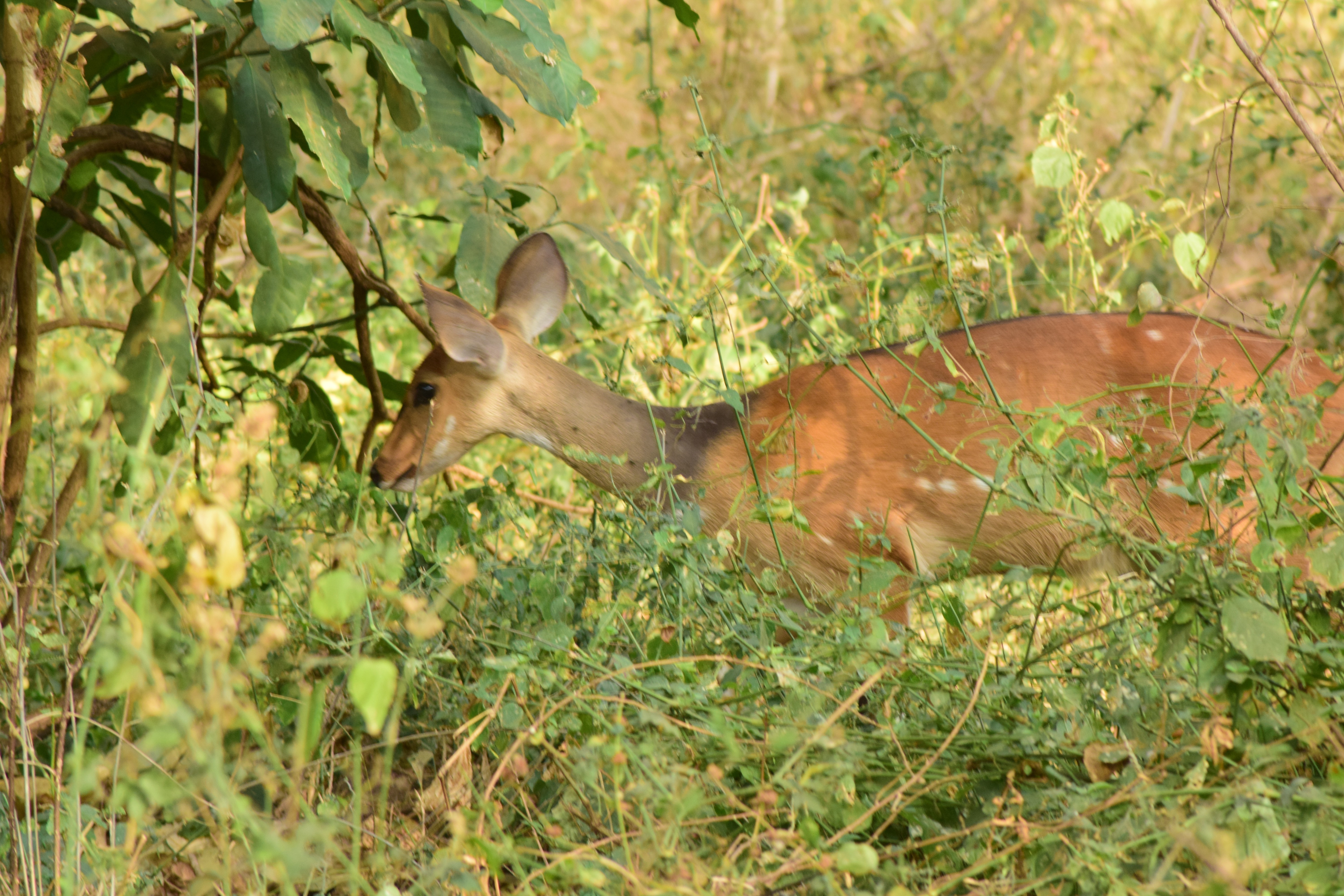 tourhub | Widerange African Safaris | 7 days Private Luxury safari & Zanzibar beach  tour 