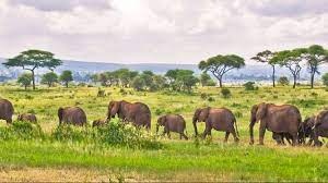 tourhub | Eddy tours and safaris | 3 Days Tanzania Safari. 