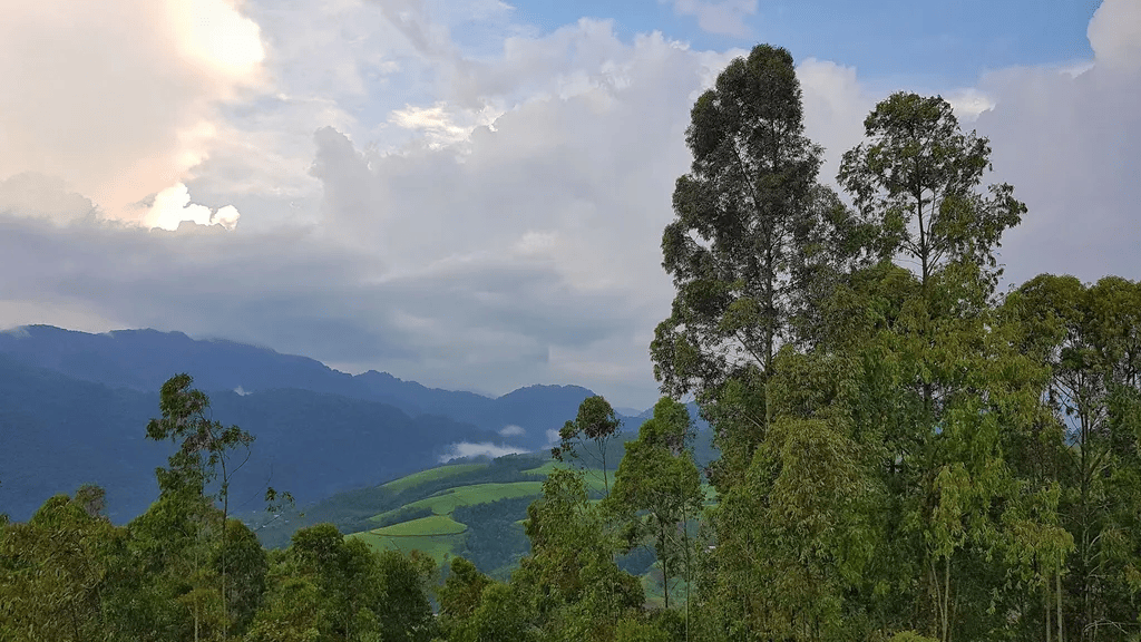 tourhub | Kingfisher Journeys | 3 Days Nyungwe National Park Expedition 