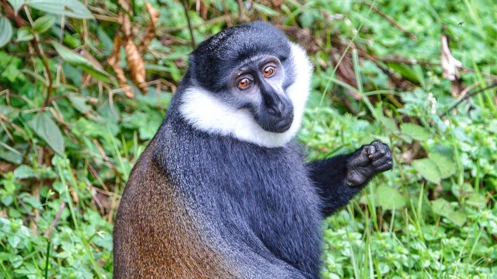 tourhub | Kingfisher Journeys | 6-Day Rwanda Adventures - Great Apes & Lake Kivu 