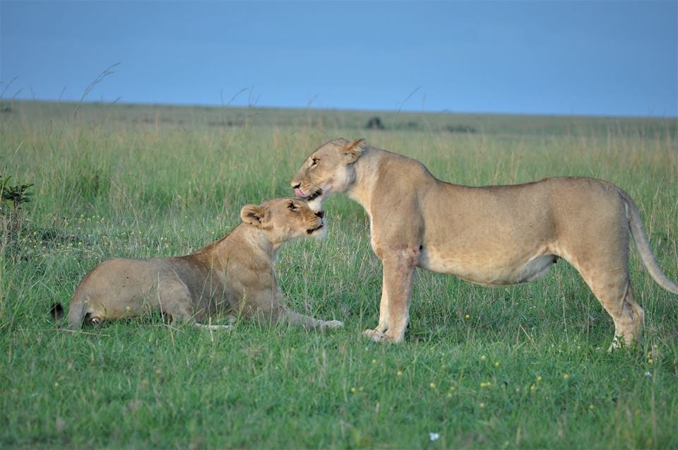 tourhub | Royal Private Safaris | 9 DAYS EXCITING KENYA SAFARI WITH CHIMPANZEE SANCTUARY VISIT 