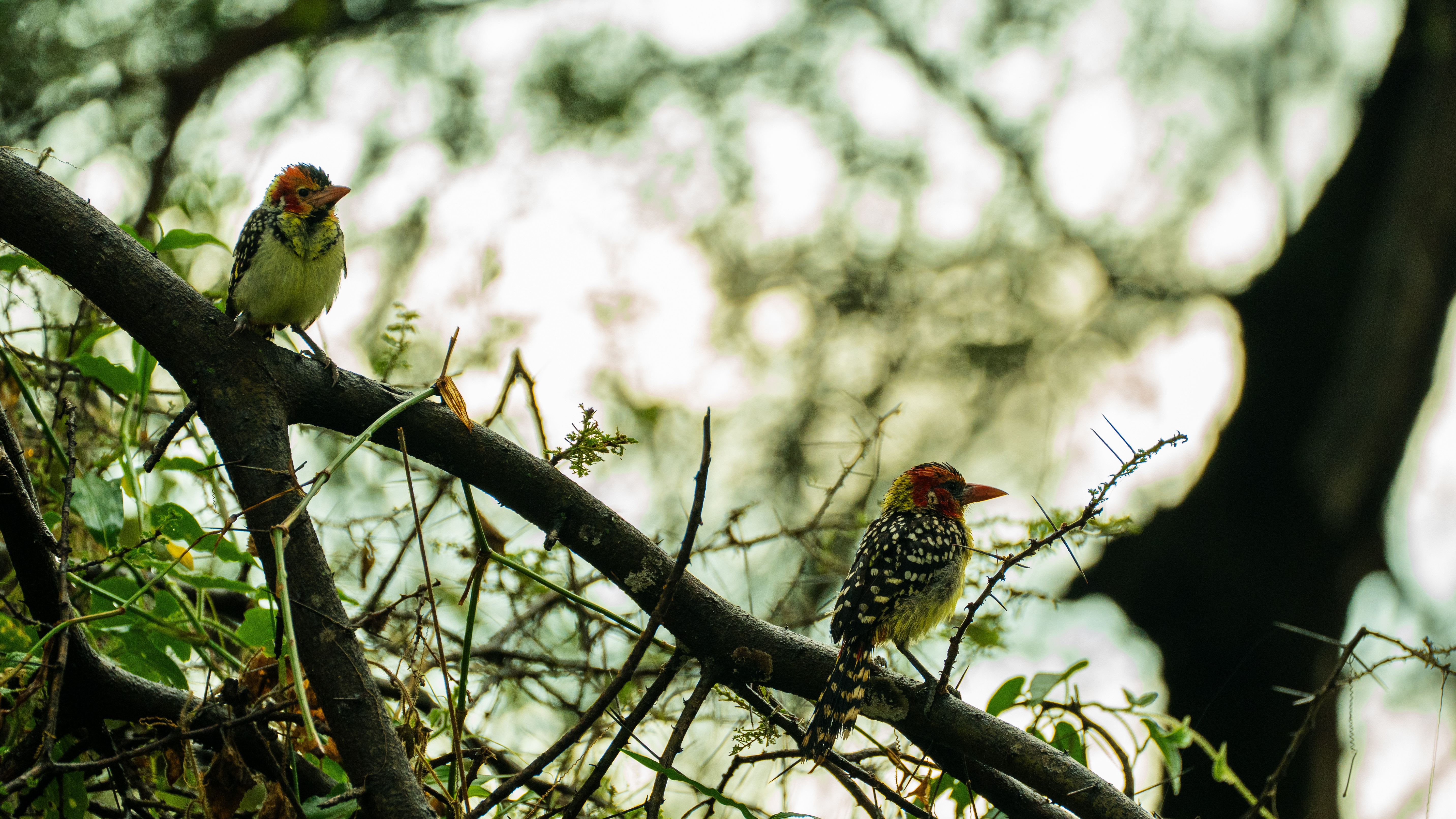 tourhub | Beach and Safari Holidays | Eastern Great Rift Valley 