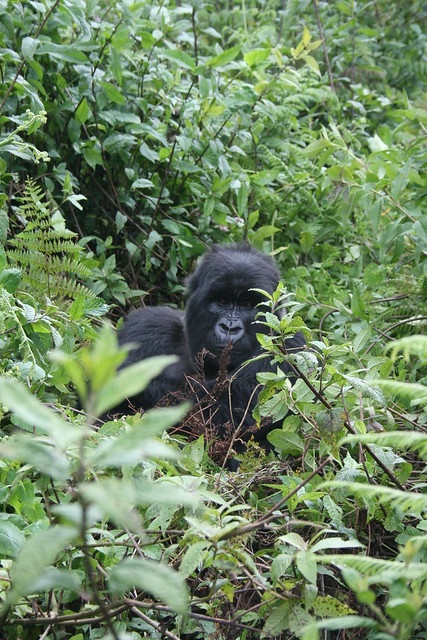 tourhub | GoExplore Safaris | Unforgettable Rwanda Gorilla Trekking Journey 