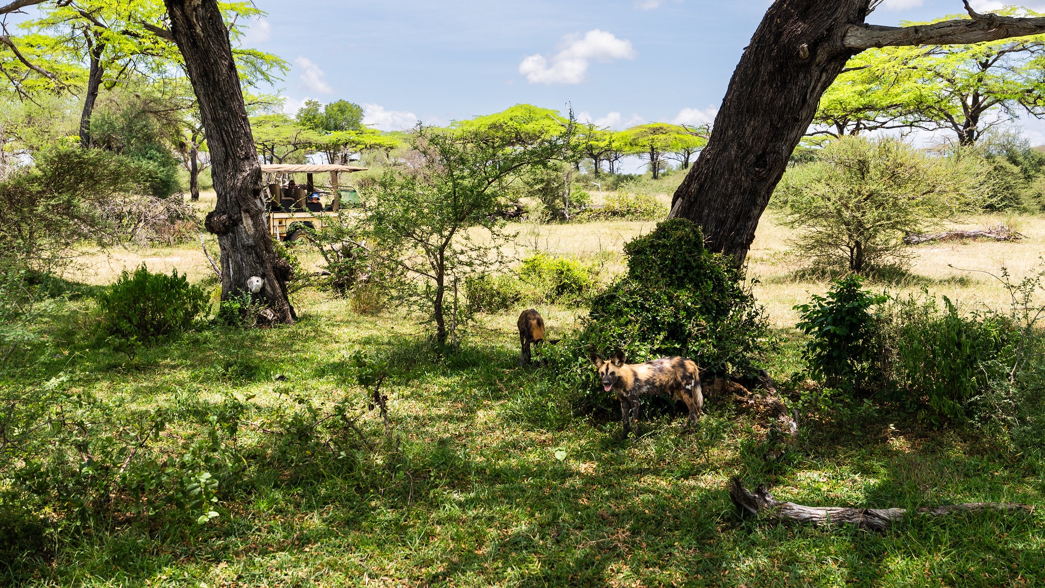 tourhub | Beach and Safari Holidays | Safari Trip Full-Day Game Drive 