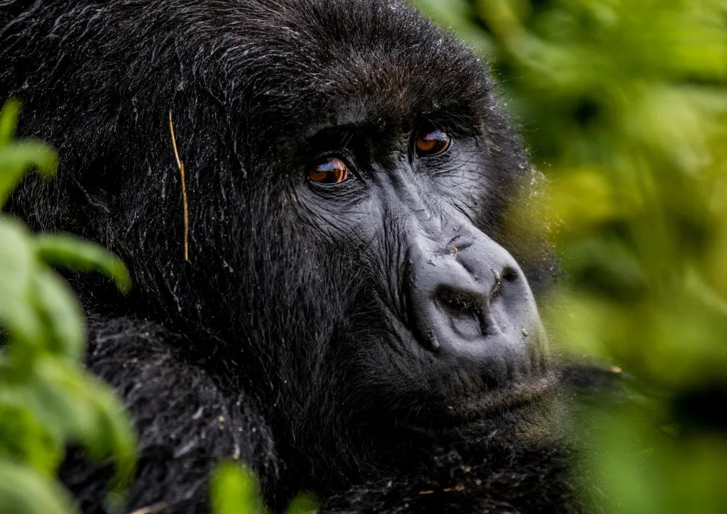 tourhub | Kingfisher Journeys | 10 Days Luxury Adventure & Cultural Journey with Gorillas 