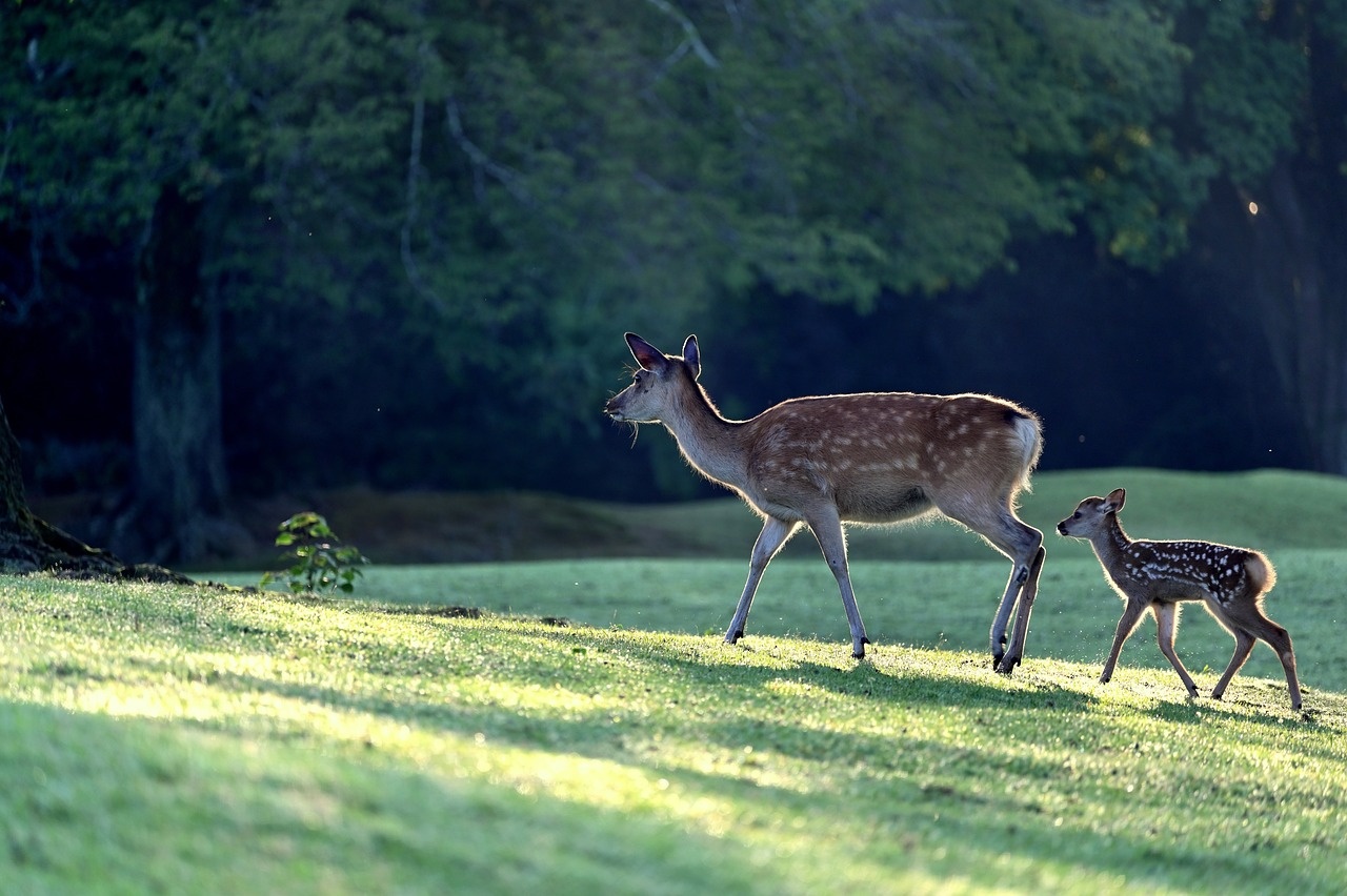 tourhub | The Voyages India | From Cochin: 2-Day  Thekkady and Periyar Wildlife sanctuary with Jeep Safari 