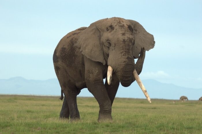 tourhub | Arrow Adventures Kenya | 8 Days Elephant Trails Safari 