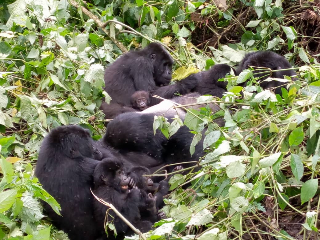 Uganda's gorillas and chimps tracking through Kigali