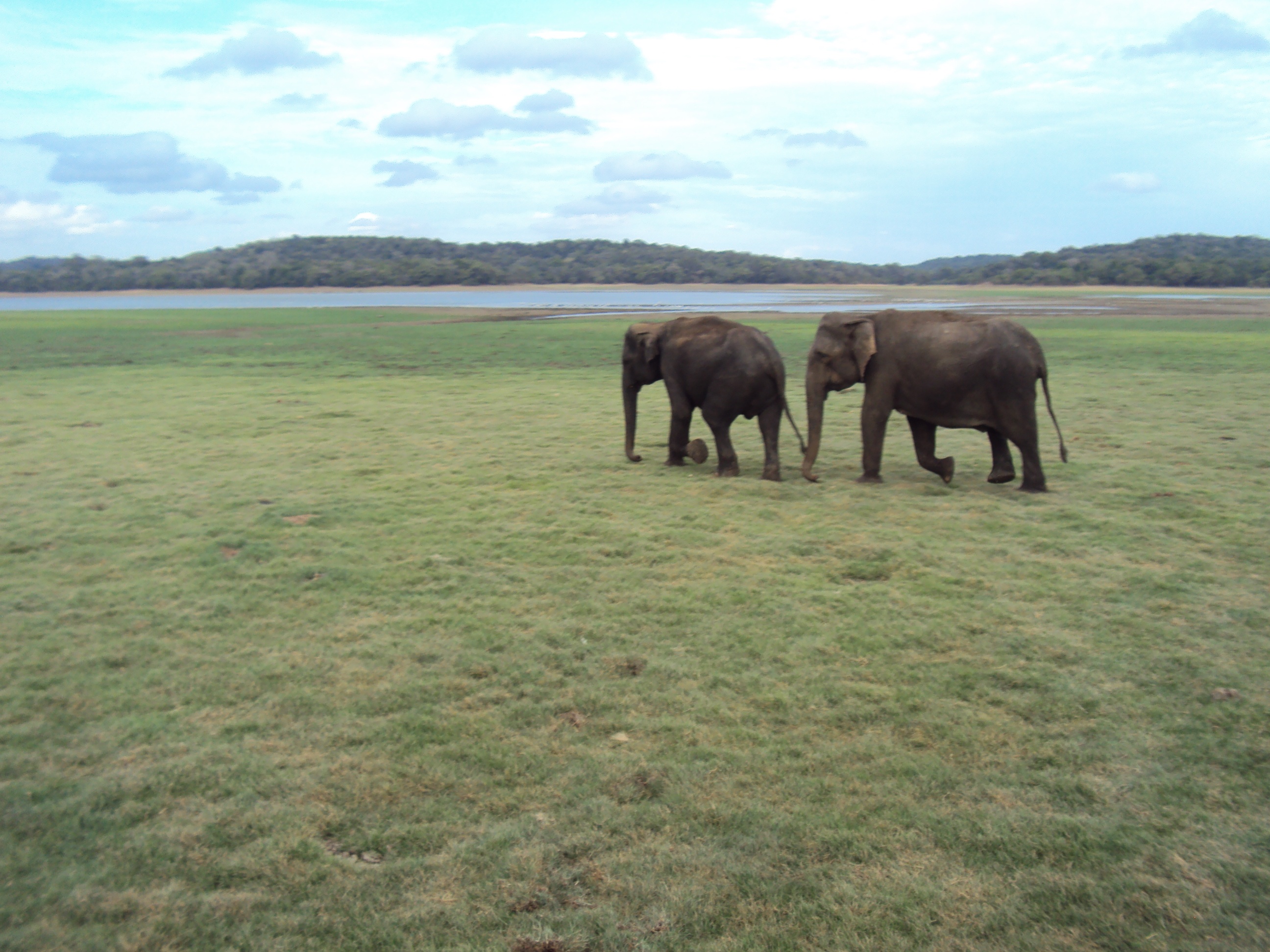 tourhub | Ran Lanka Tour Holidays (pvt) Ltd | Elephant in Sri Lanka 