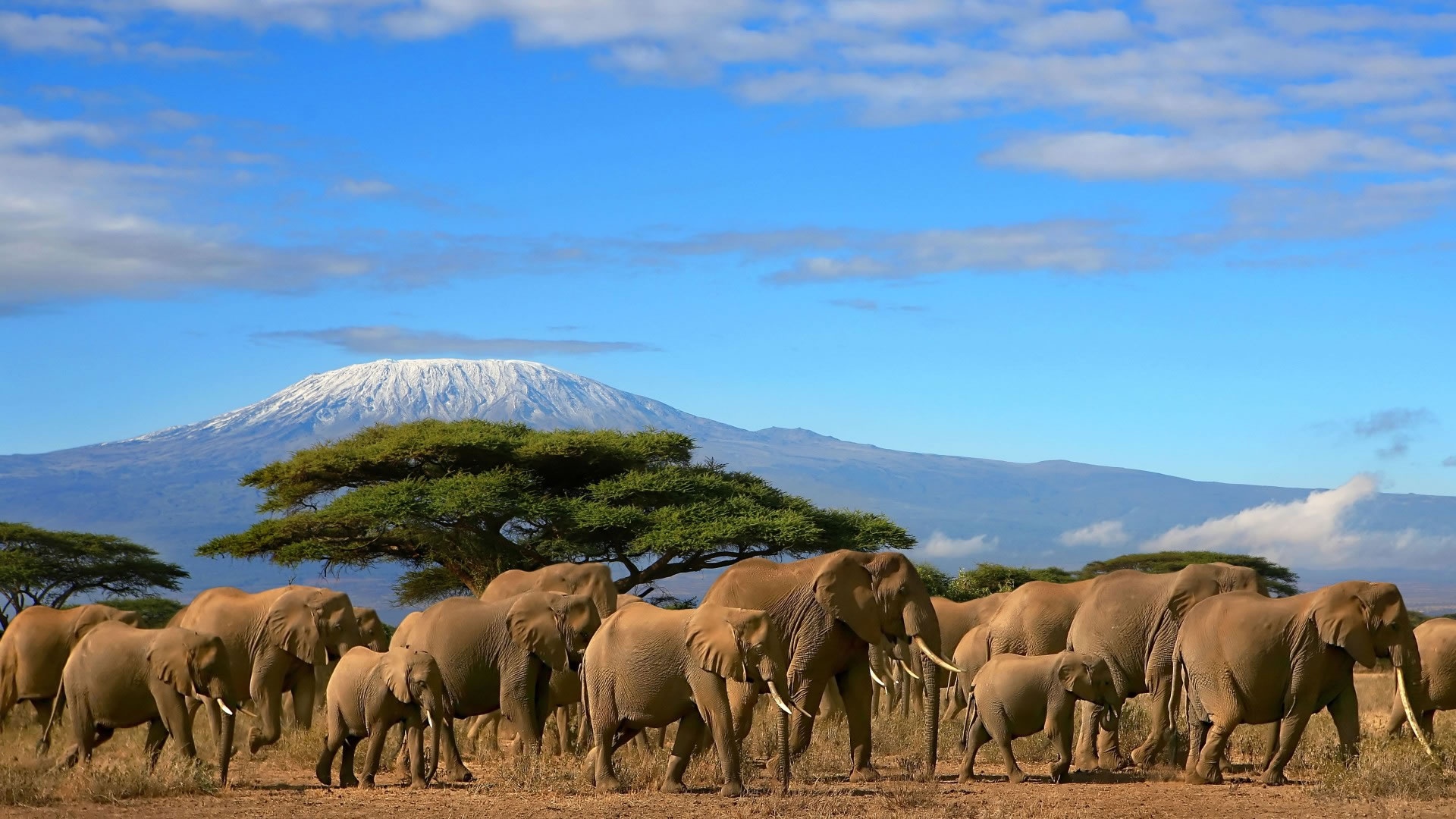 tourhub | Johnbow Tours and Travel | 3 Days Amboseli National Park Safari 