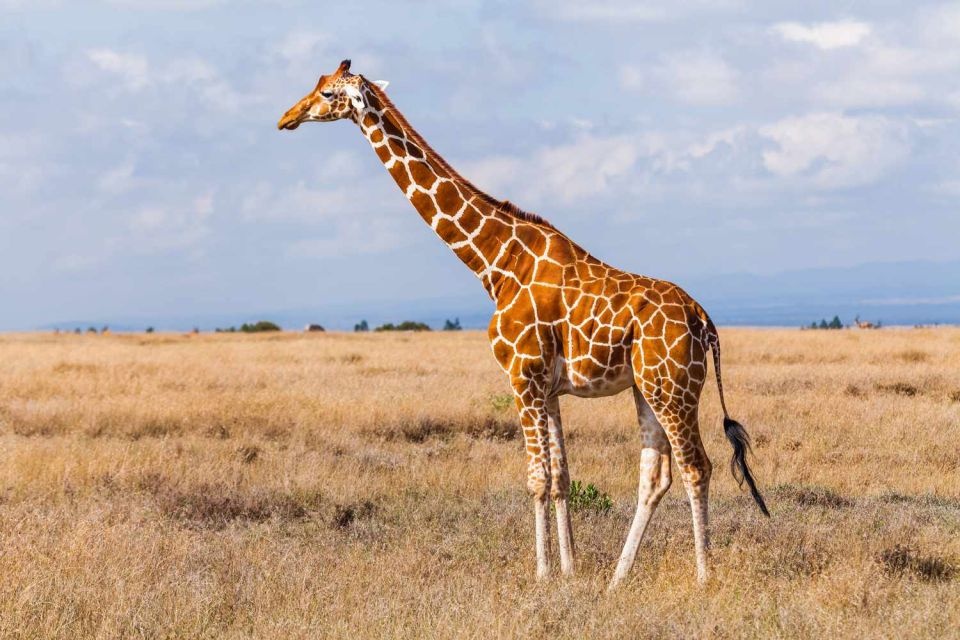 tourhub | Jossec Tours and Safaris | 3 DAY MASAI MARA SAFARI ADVENTURE . 