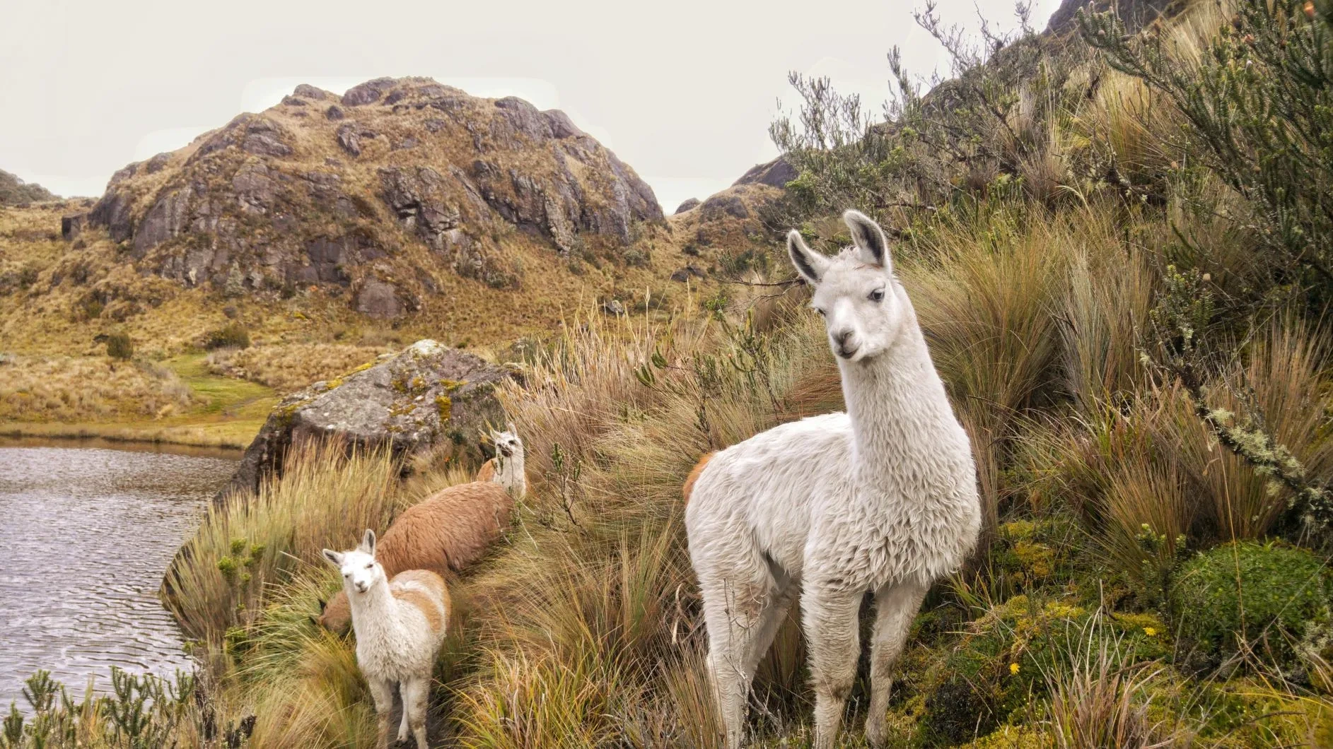 tourhub | Ecuador Galapagos Travels | 14 days Andean Cultures Ecuador 