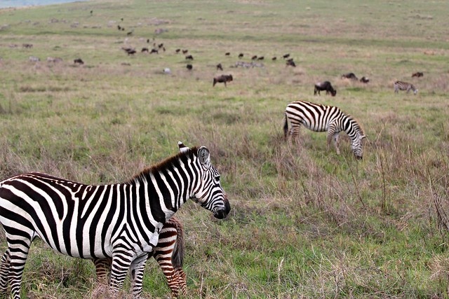 tourhub | Akondo Adventures | Extremely Impressive Tanzania Safari 