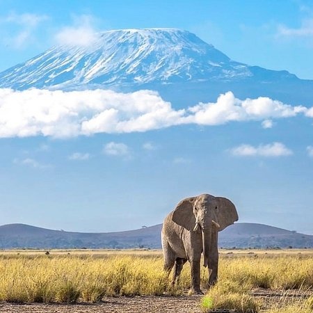 tourhub | Kilimanjaro Habitat Safaris | 8 Days Kilimanjaro Climb Lemosho Route 