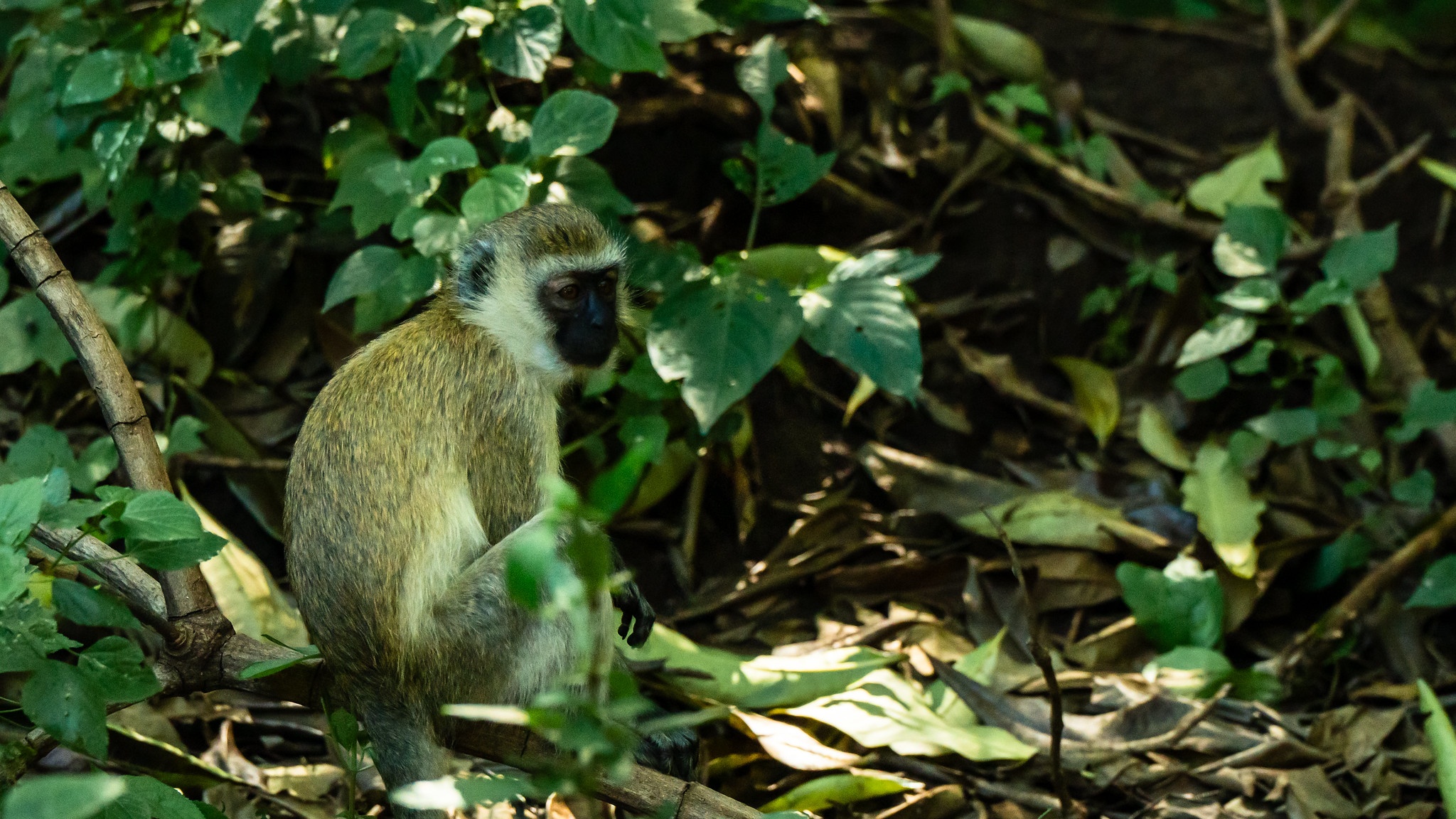 tourhub | Beach and Safari Holidays | The Best of Tanzania's National Parks 