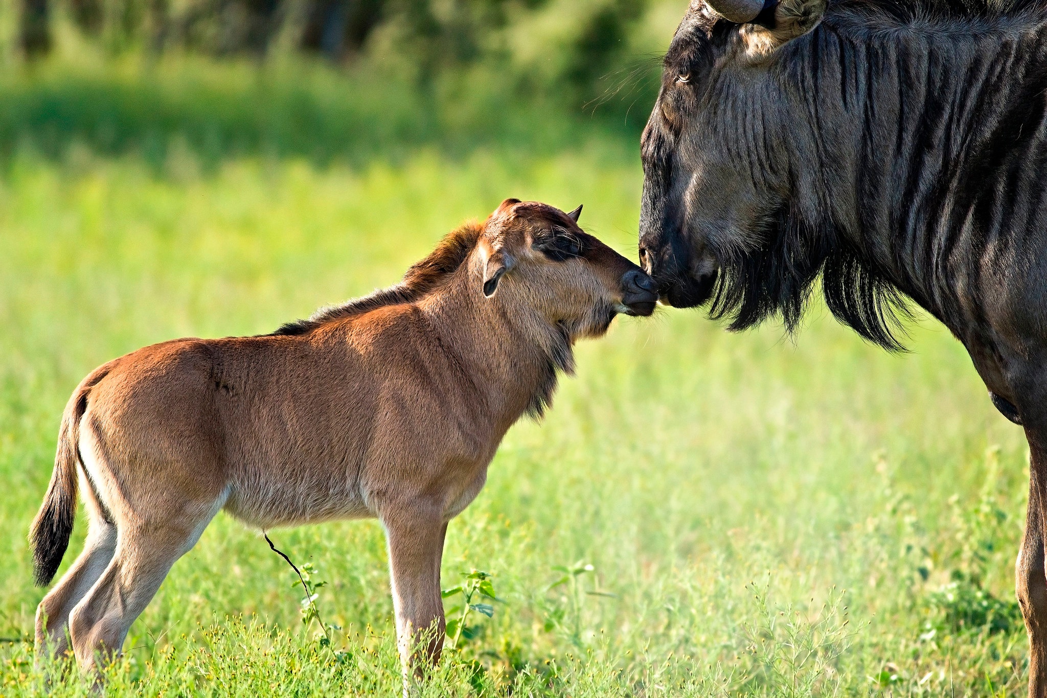 tourhub | Beach and Safari Holidays | From Arusha: 2-Day Tarangire and Ngorongoro Crater Safari 