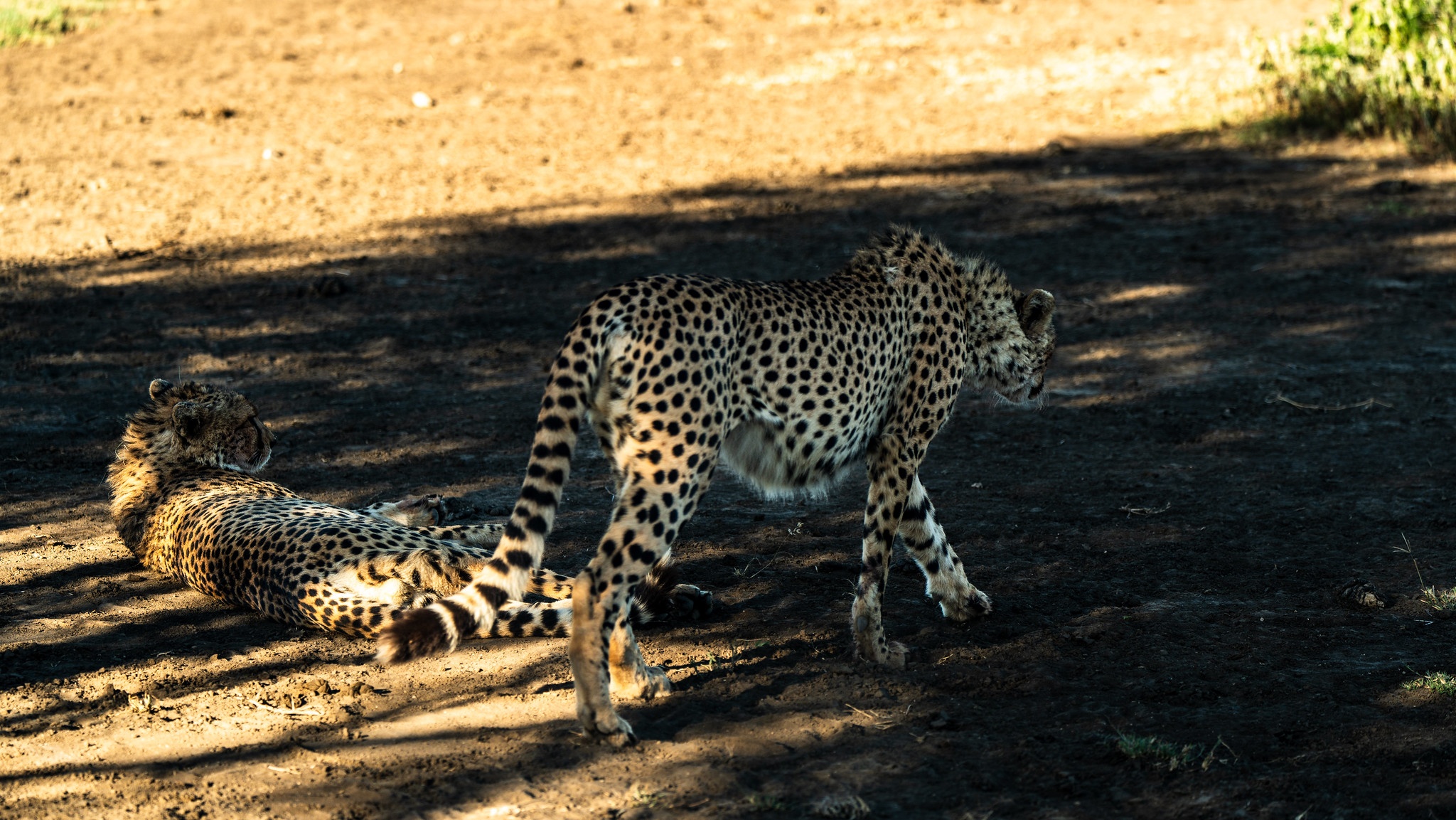 tourhub | Beach and Safari Holidays | Tanzania's Trail of Wonders: From Red-Hued Lakes to Majestic Safaris 