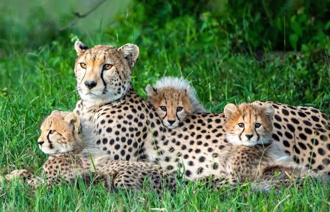 tourhub | Royal Private Safaris | 7 Days Kenya Road Safari With Luxury Lake Front Stay 