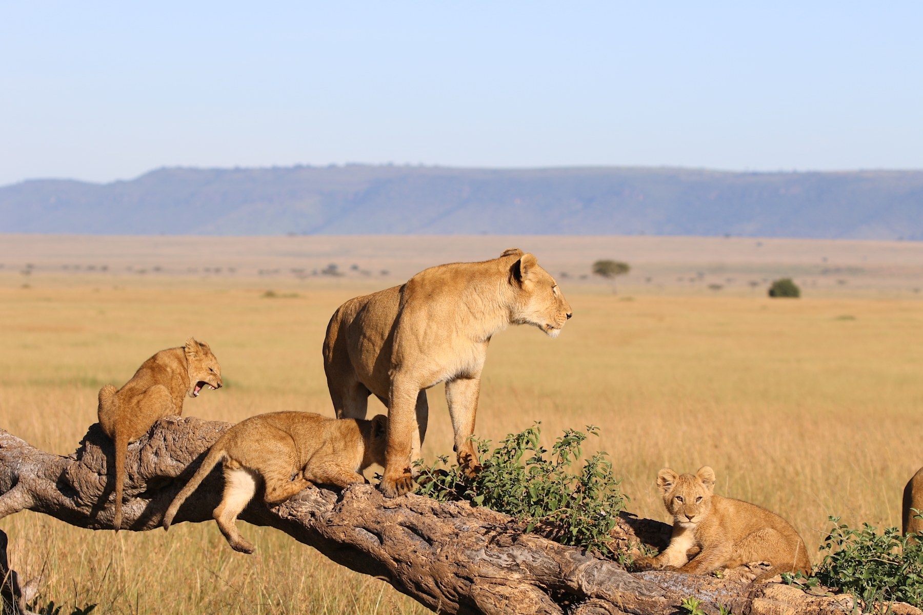 tourhub | Royal Private Safaris | 9 Days Magical Kenya Safari With Chimps Sanctuary Visit 