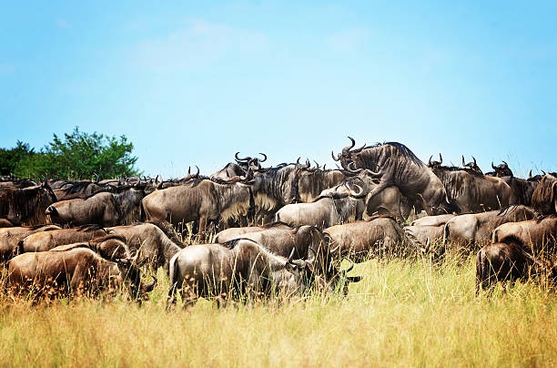 tourhub | Widerange African Safaris | 5 days Serengeti Migration safari package - Mara crossing river 2024/2025 