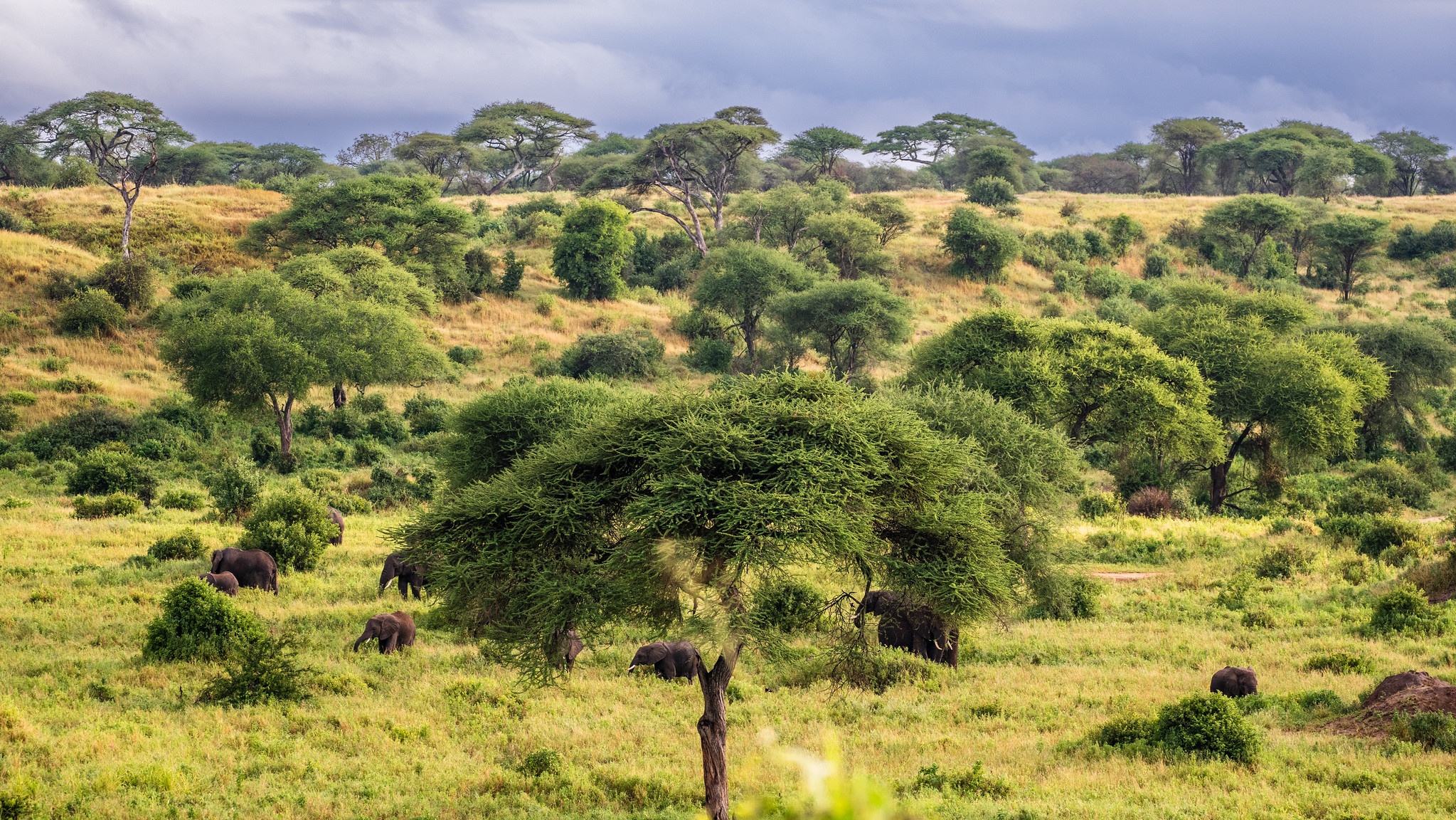 tourhub | Beach and Safari Holidays | Tanzanian Safari: In the Footsteps of Wildlife 