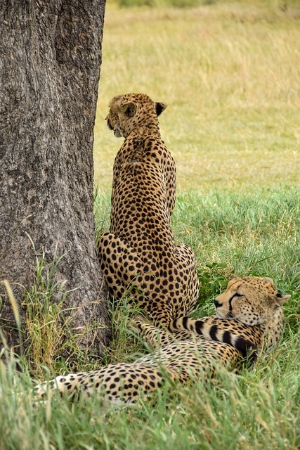 tourhub | Eddy tours and safaris | 2 Days Serengeti Safari. 