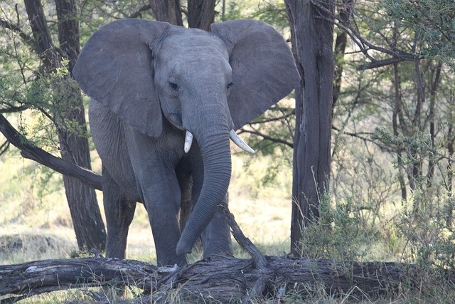 tourhub | Eddy tours and safaris | 3 Days Serengeti Migration. 