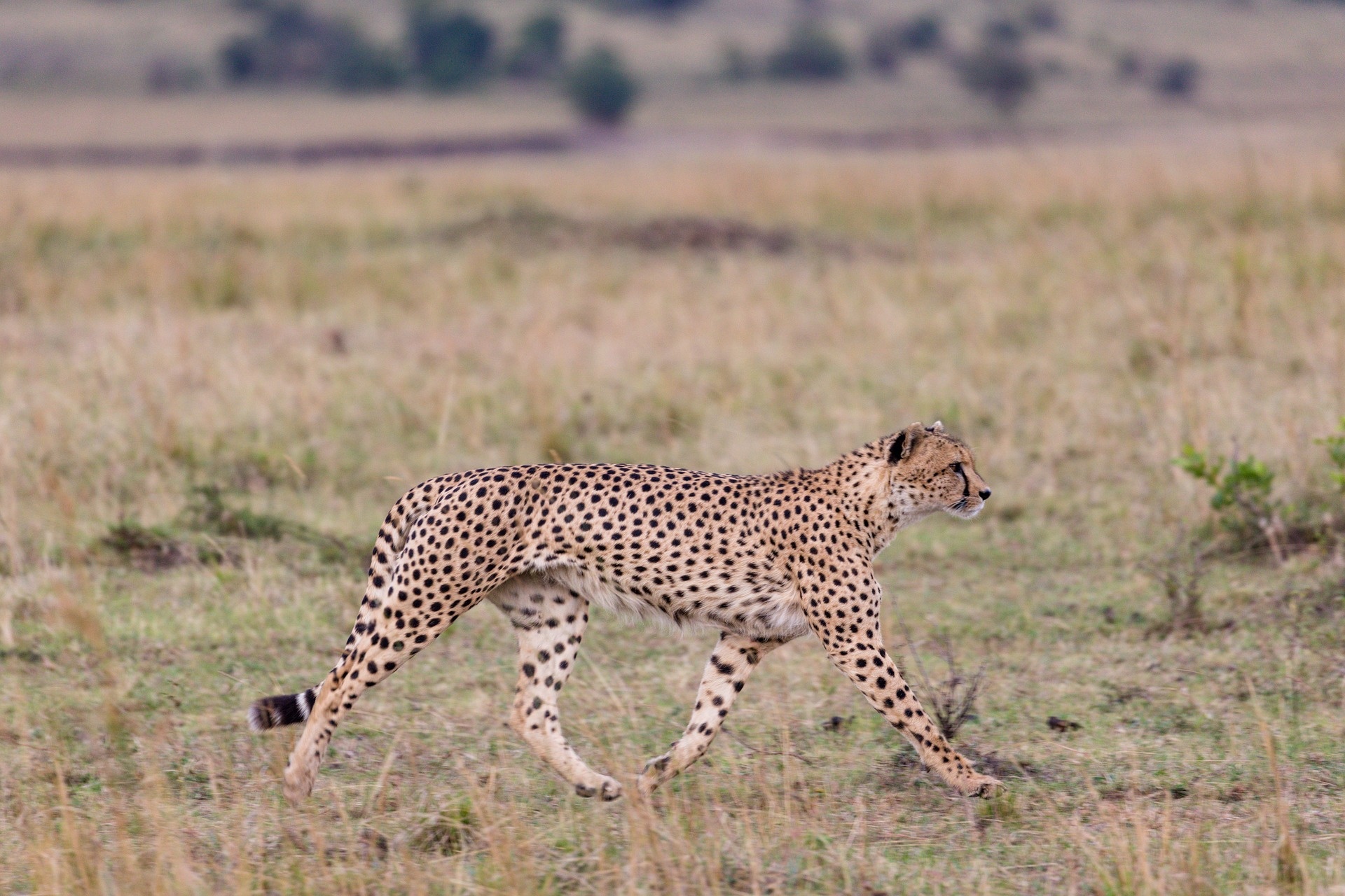 tourhub | Exodus Safaris | 11-Day Mid Range Kenya Wildlife Safari and Beach Experience 