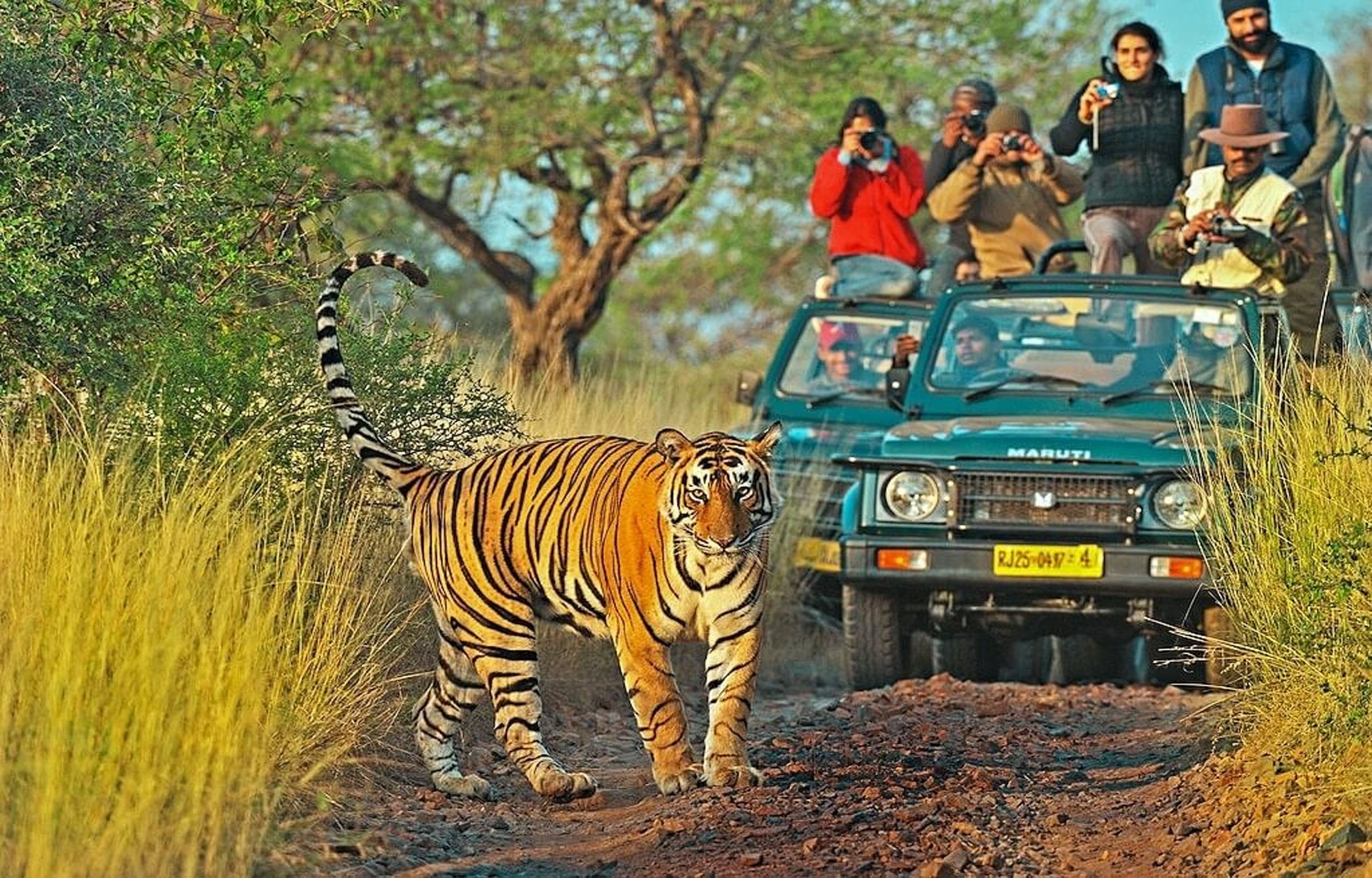 tourhub | Kamal Aviation Tours | Delhi: Ranthambore National Park 3-Day with Safari Rides 