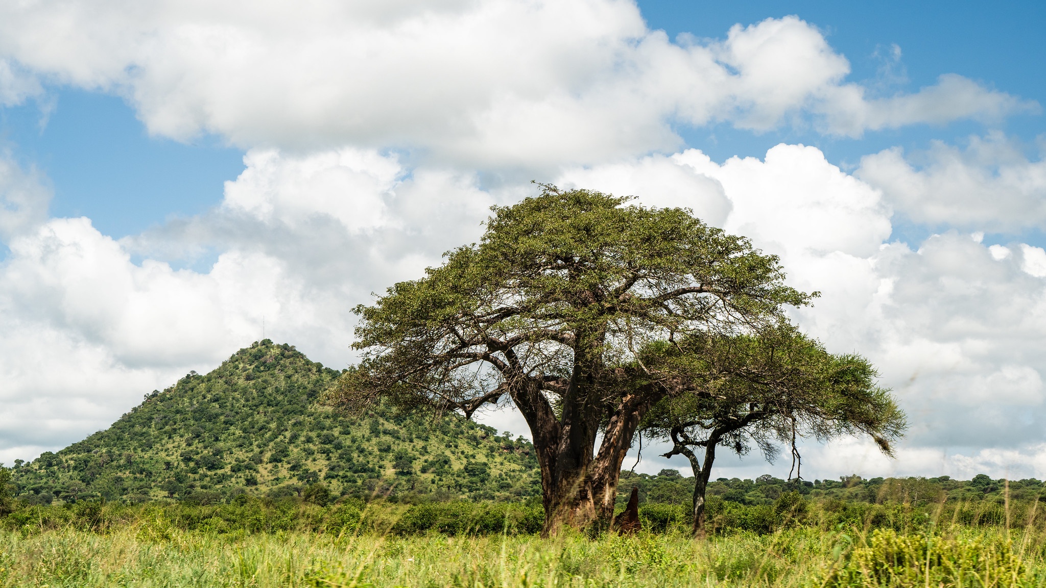 tourhub | Beach and Safari Holidays | Tanzanian Grand Safari Expedition: From Elephants to Flamingos 