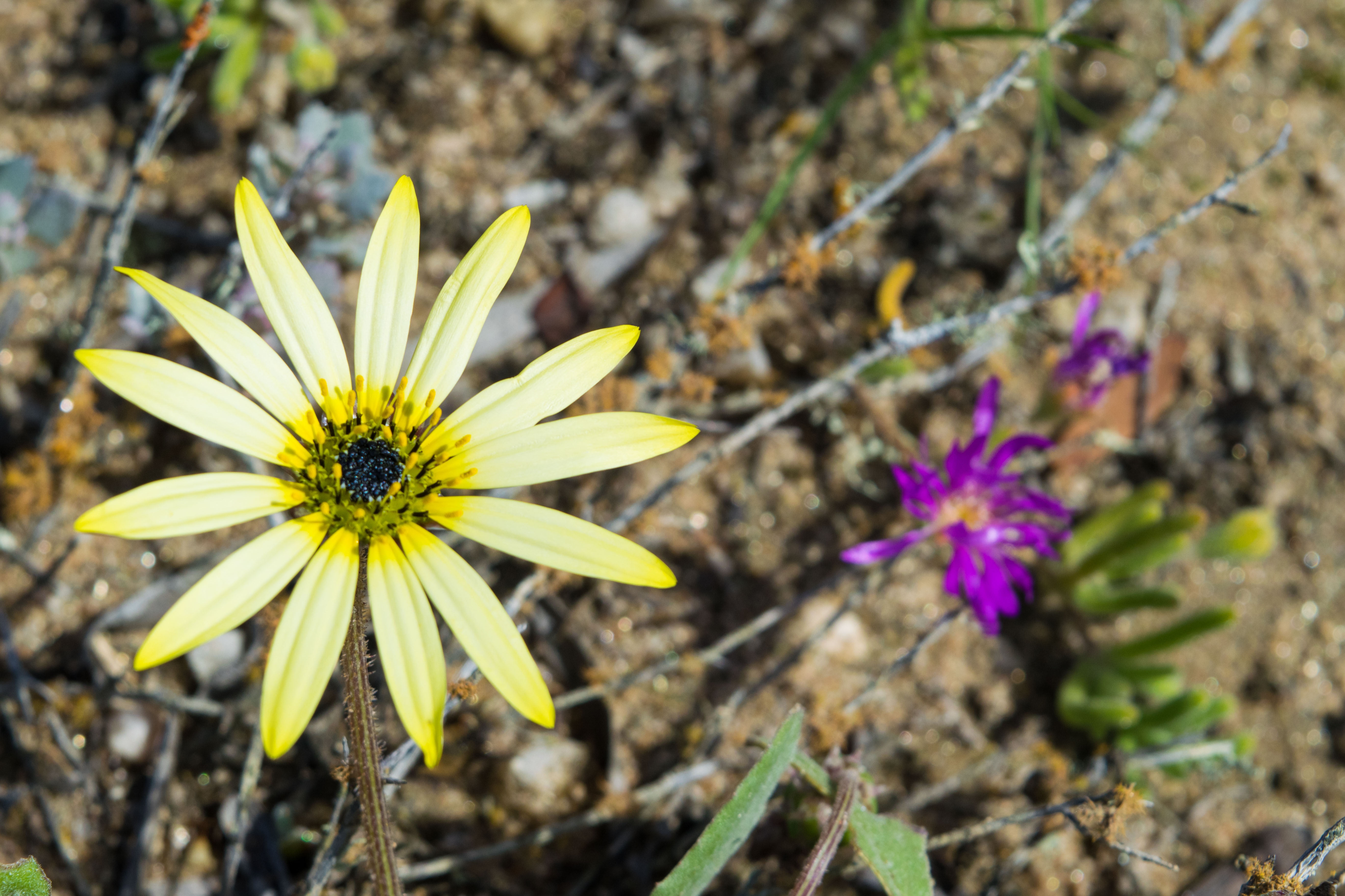 tourhub | HoneyBadger Travel & Tours | South Africa Flower Safari Namaqualand & West Coast 