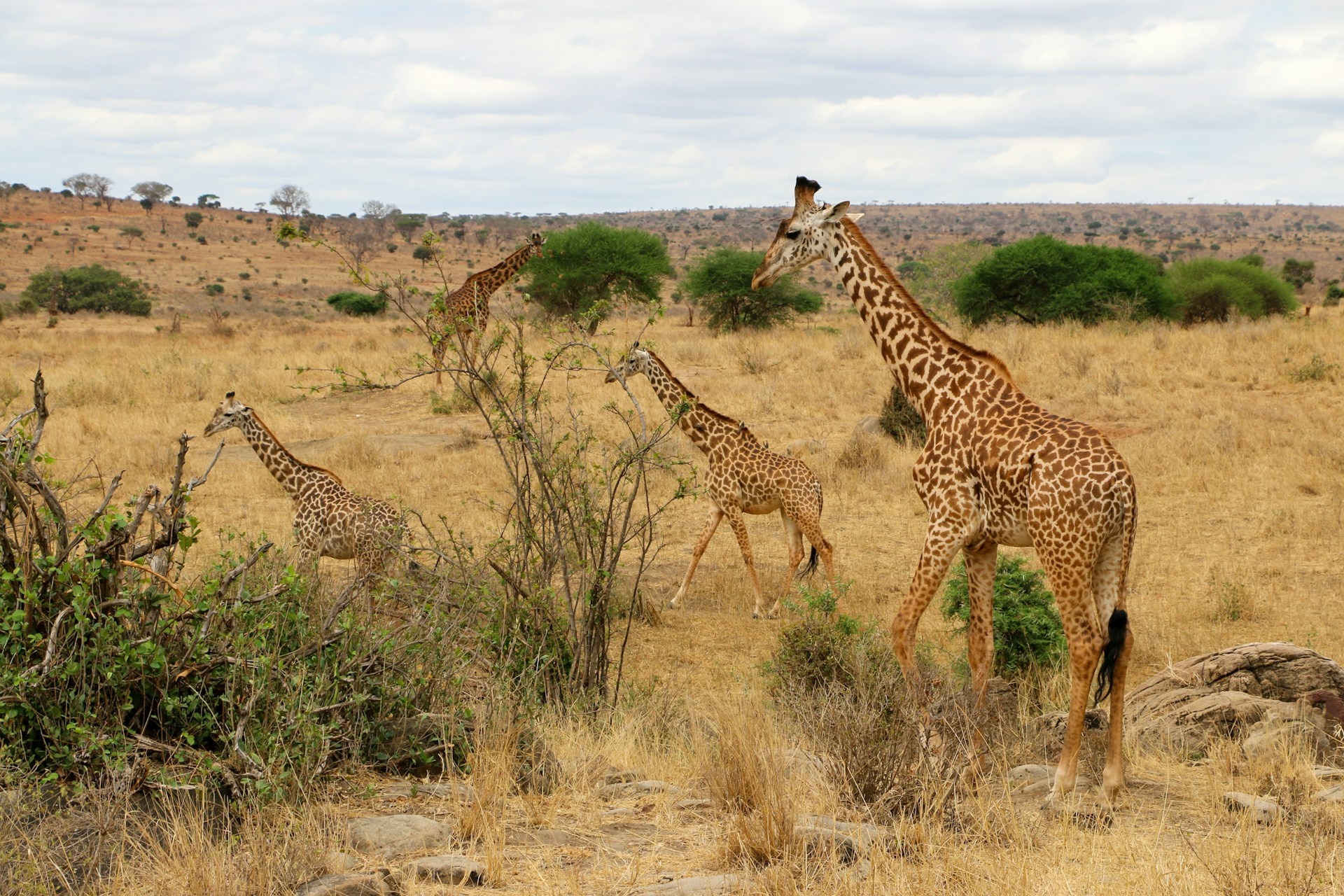 tourhub | Exodus Safaris | 9 Days Budget Kenya Safari – Masai Mara, Naivasha, Amboseli & Tsavo 