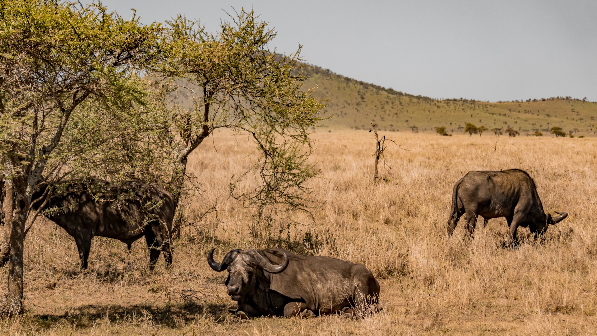 tourhub | Serengeti Access Safaris | 3 Days Mikumi national Park 